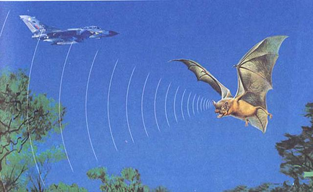 动物能听到超声波或次声波吗？是如何听到声音的？